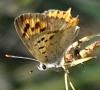 Lycaena phlaeas